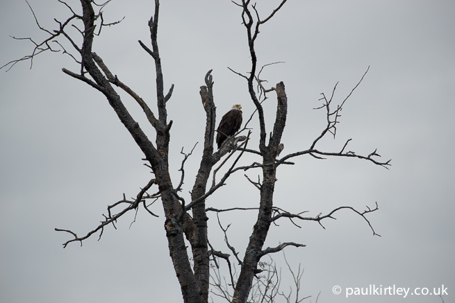 Bald Eagle perched in tree against backdrop of grey sky