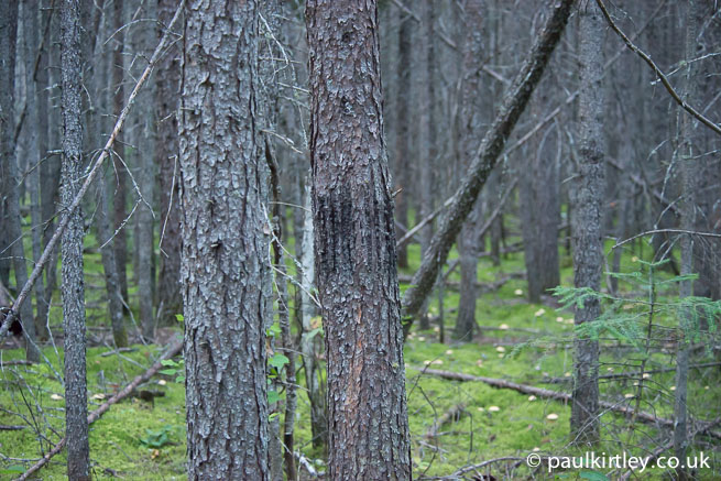 Bear claw marks in spruce tree