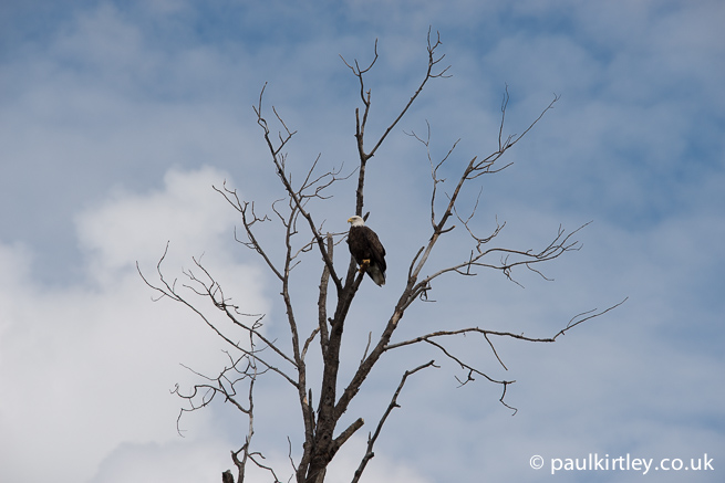 Bald eagle perched in dead tree