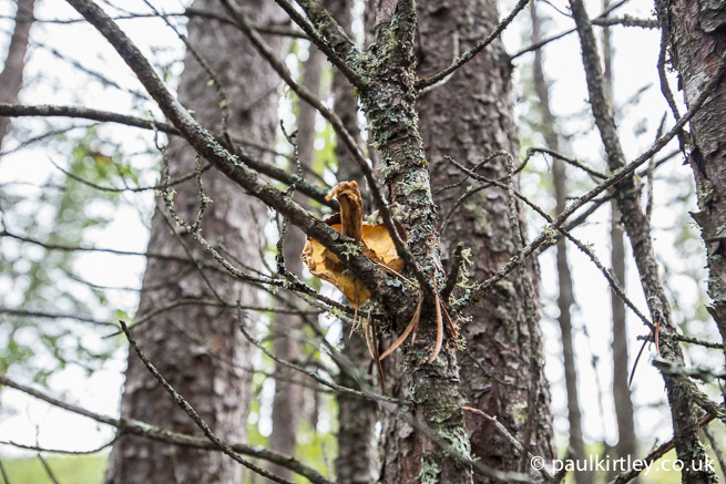 Boletus fungus in tree by squirrel