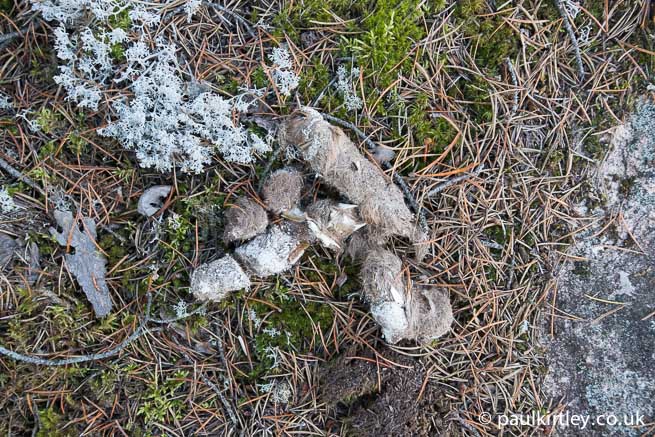 Wolf or Coyote scat