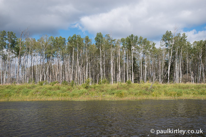 Poplars on the edge of the Bloodvein River