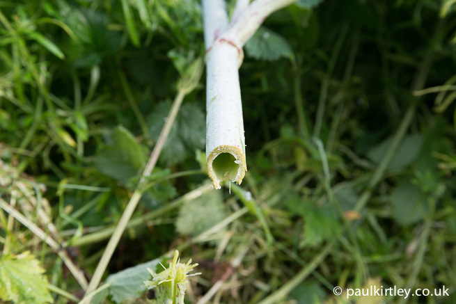 Photo showing hollow stem of posion hemlock plant