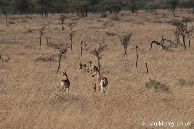 Animals in the Serengeti