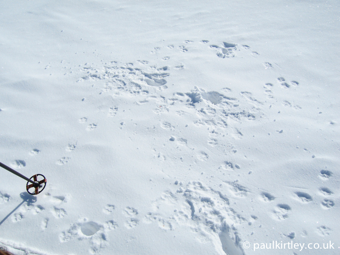 Arctic fox tracks in the snow