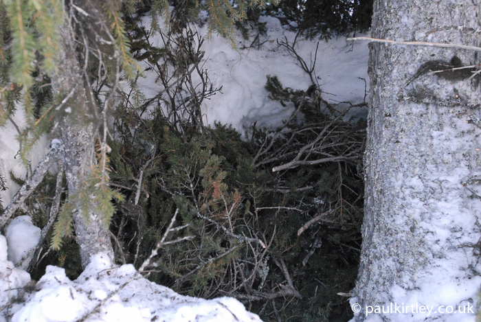 Spruce boughs on ground to form insulative layer