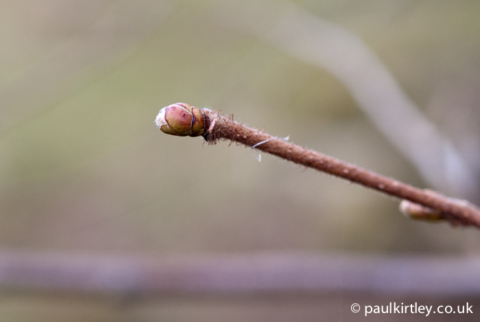 Twig with bud at the end and hairs on the shoot belonging to a hazel bush