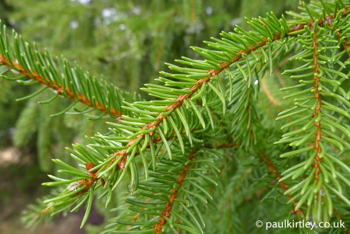 Needles on a spruce tree
