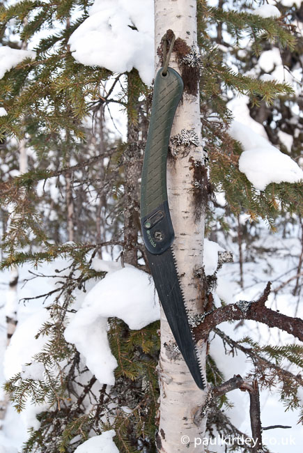 A laplander folding saw hanging on a birch tree
