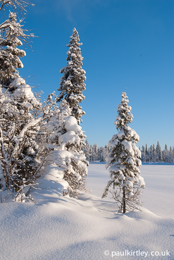 Snow covered spruce trees