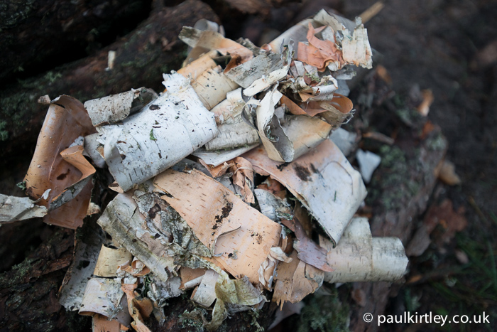 There was no shortage of good quality birch bark for fire lighting. Photo: Paul Kirtley