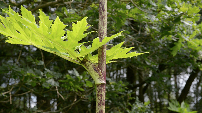 Giant Hogweed, Heracleum mantegazzianum