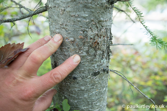 Bark of balsam fir with resin blisters