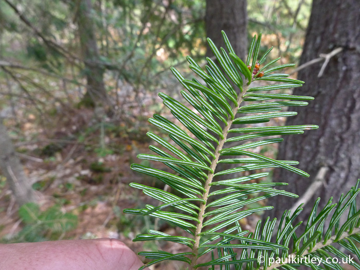 Whitish stomatal bands on the underside of balsam fir needles