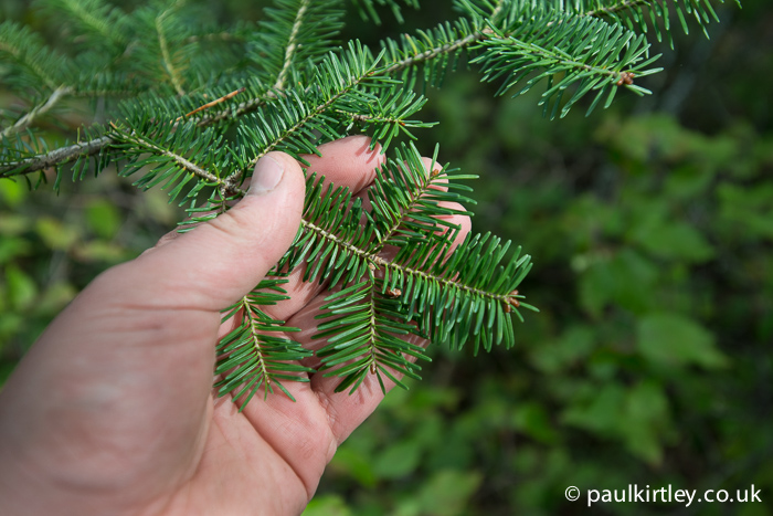 Balsam fir needles