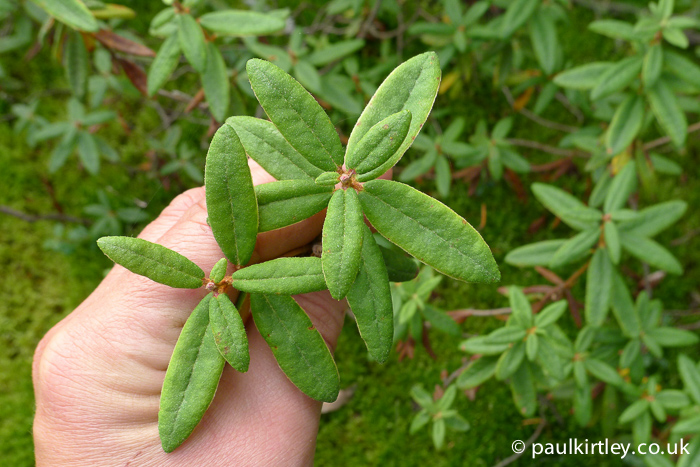 what eats bog labrador tea