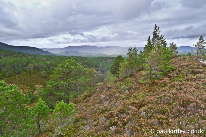 Scots Pine, Caledonian Forest