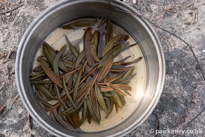 Billy pot containing brewed leaves of rhododendron groenlandicum