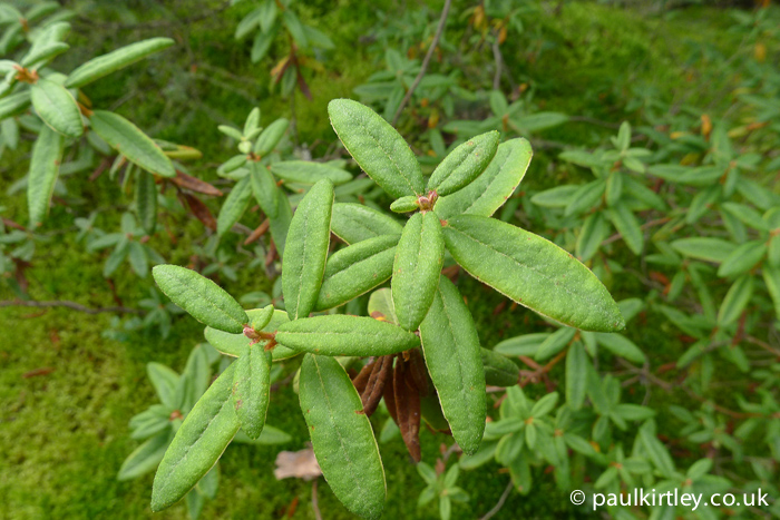 what eats bog labrador tea