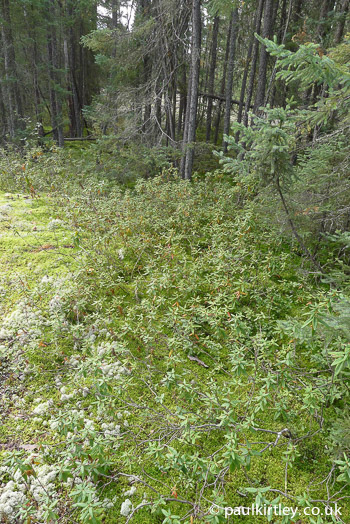 what eats bog labrador tea