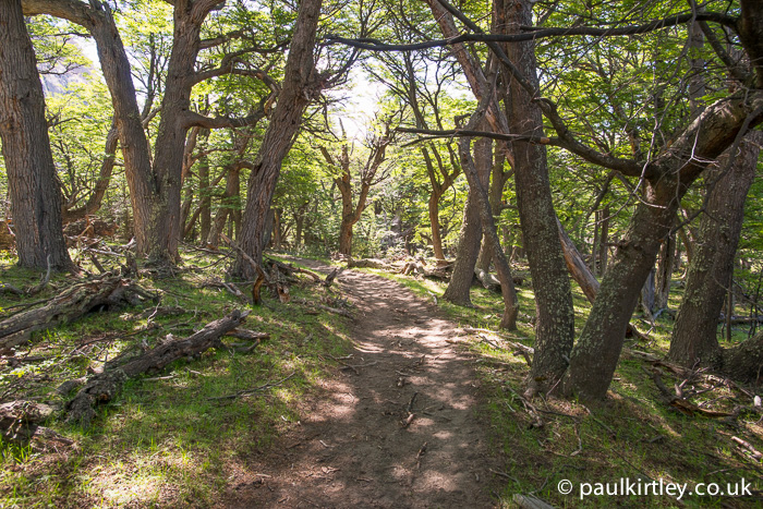 Trail through Lenga forest