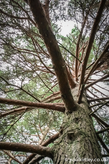 Looking up trunck of Scots Pine