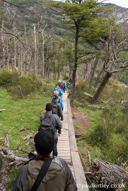 People walking single file along a wooden boardwalk amongst Southern Beech trees