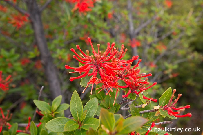 Vibrant red flowers of the chilean firebush
