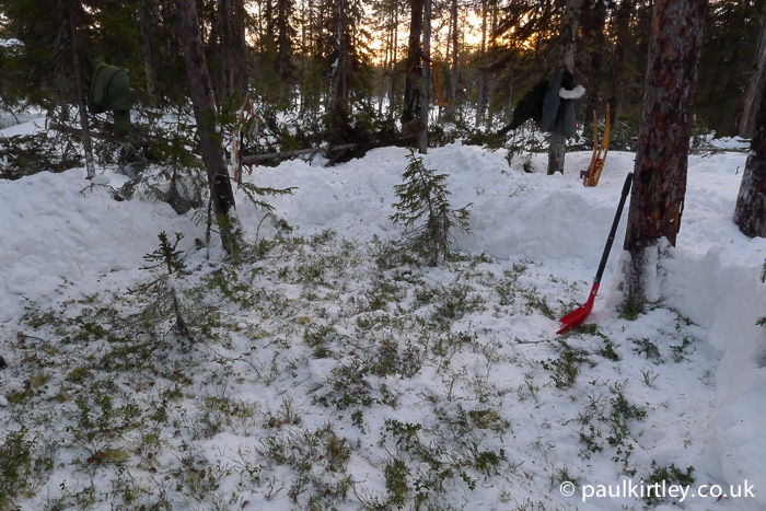 Area of forest floor cleared of snow to reveal green vegetation.