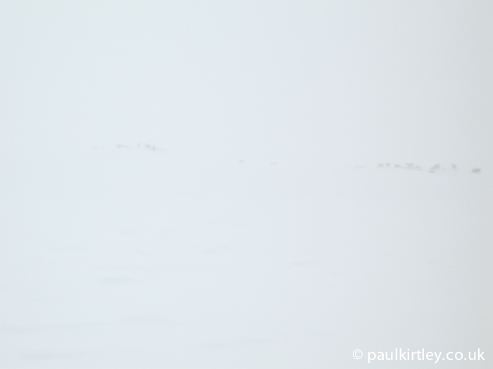 Reindeer through the clouds in near white out conditions in Norway 