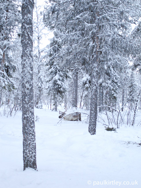 Reindeer in deep snow in the forest