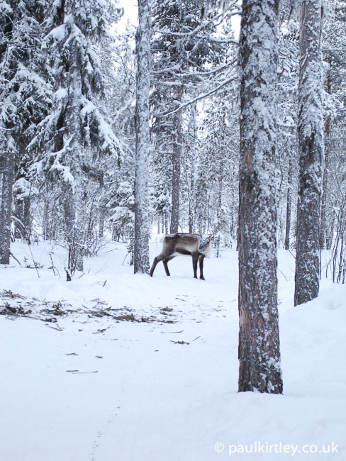 Reindeer in the boreal forest in Sweden
