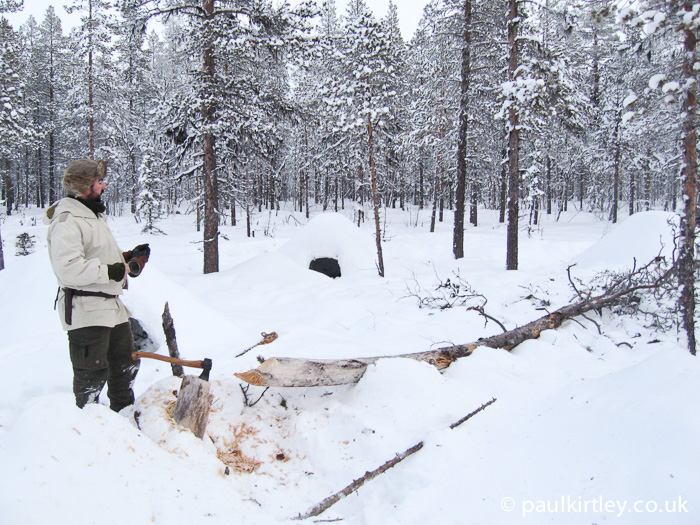Man having just felled a pine tree in Sweden in winter