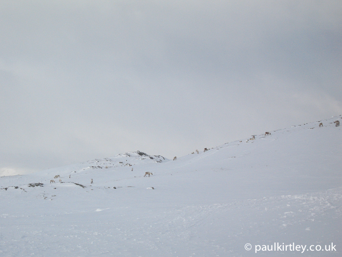 Reindeer on a snowy mountainside