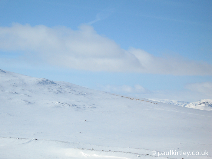 Reindeer in the distance in a snowy Norwegian mountain environment