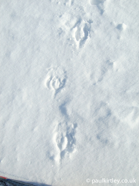 Reindeer tracks