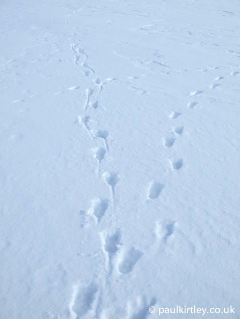 Reindeer tracks in the hard snow of Norwegian mountains 