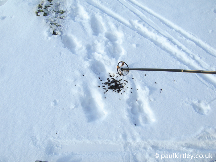 Reindeer droppings and tracks in snow