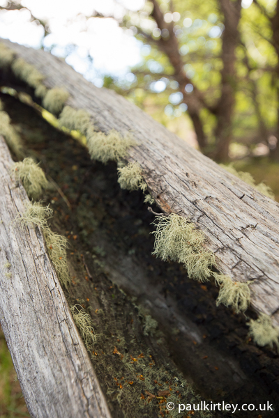 Lichen on dead wood in Patagonia