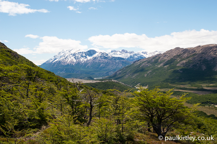Lenga forest in southern Patagonia