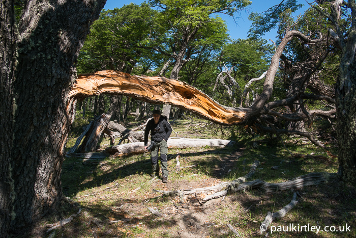 Walking under a smashed Lenga beech in Patagonia