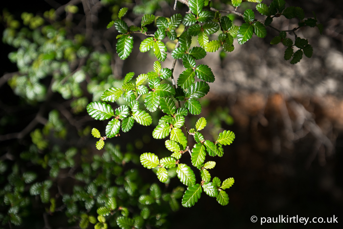 Small leaves of Lenga, Southern Beech, Nothofagus pumilio