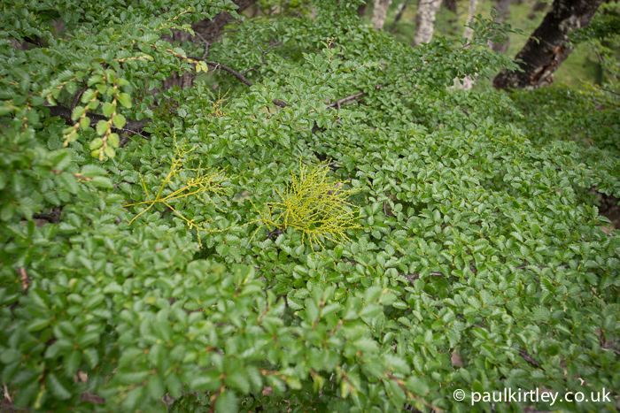 Misodendrum punctulatum in amongst the leaves of Nothofagus pumilio