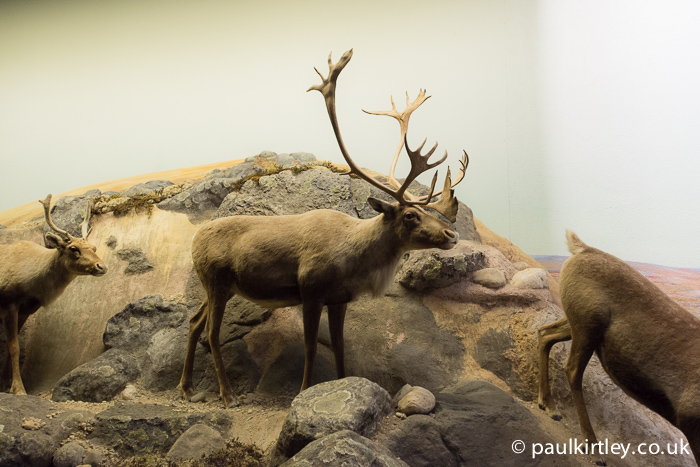 Caribou stuffed display at Manitoba Museum