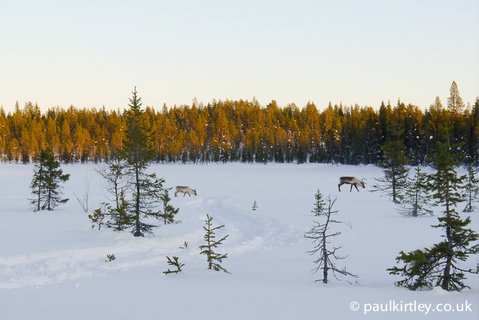 Two reindeer in the middle distance on a trail