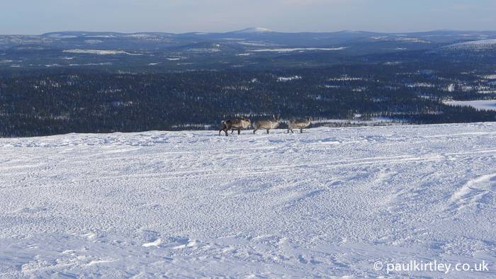 Reindeer in the mountains in Sweden with boral forest in the background lower down