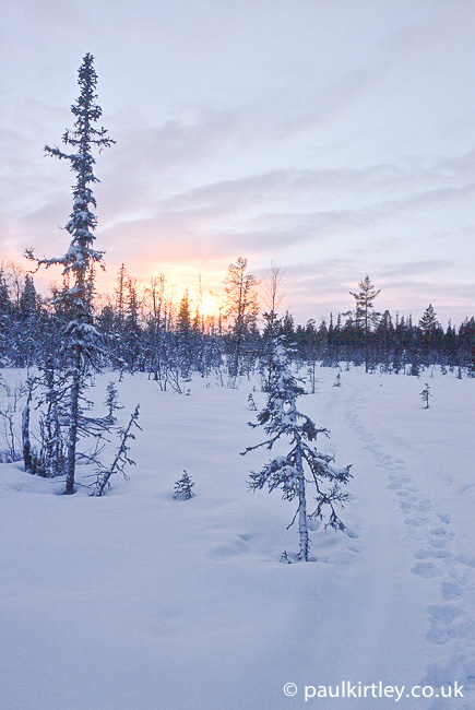Reindeer tracks on a trail leading into a snowy forest in Sweden