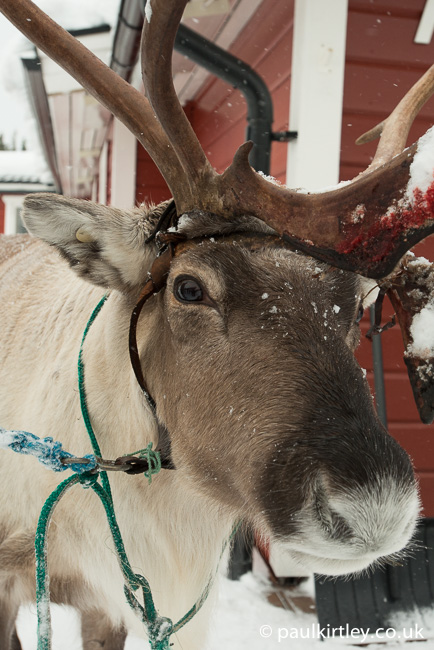 Close up portrait of a reindeer