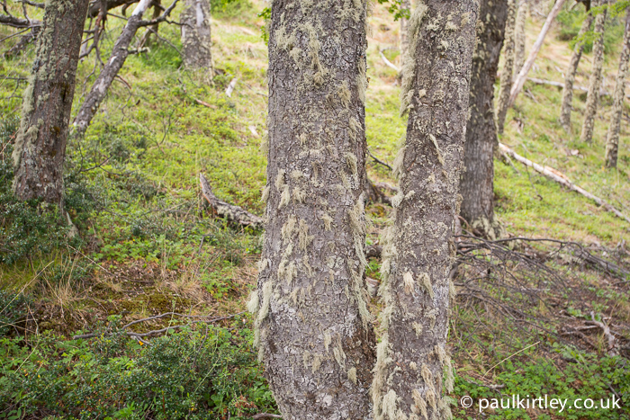 Old Man's Beard lichen on Southern Beech trees.