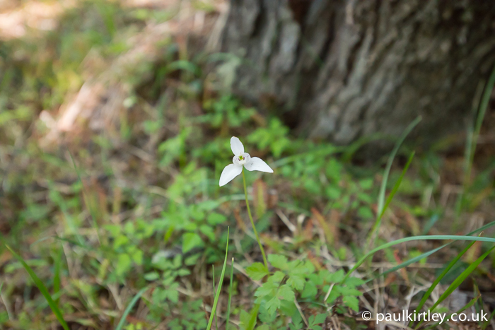 Beautiful white Dog Orchid, Codonorchis lessonii
